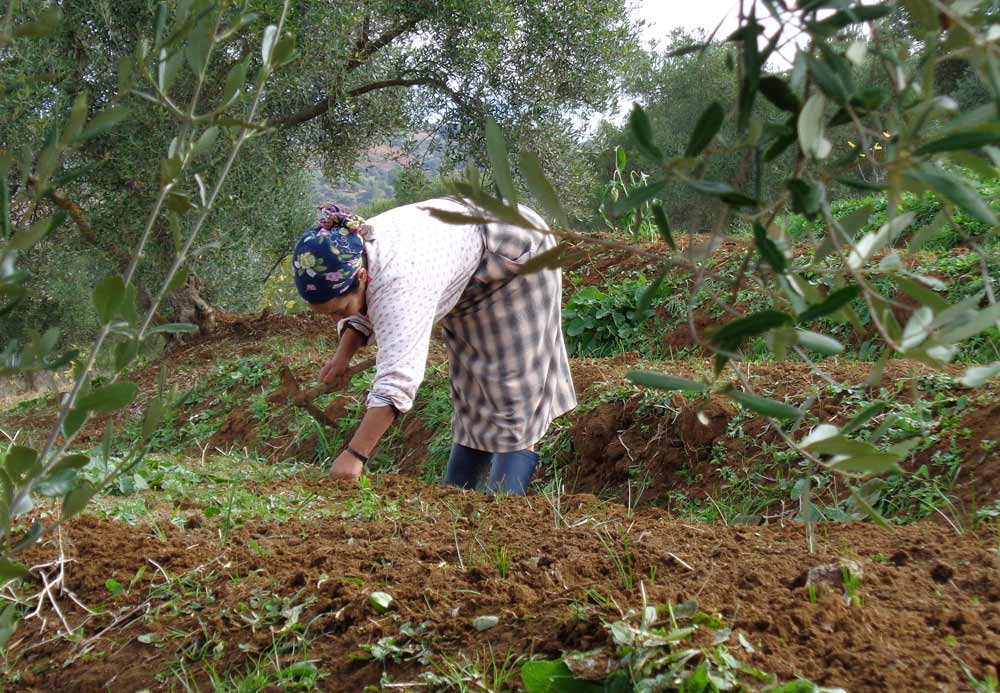 This project arose from the fact that the role of women in agriculture is marginalized, while they are actually the key players.