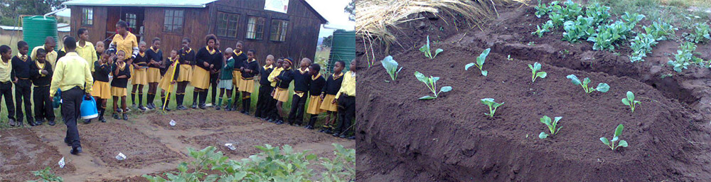 Maintenance of gardens by children.