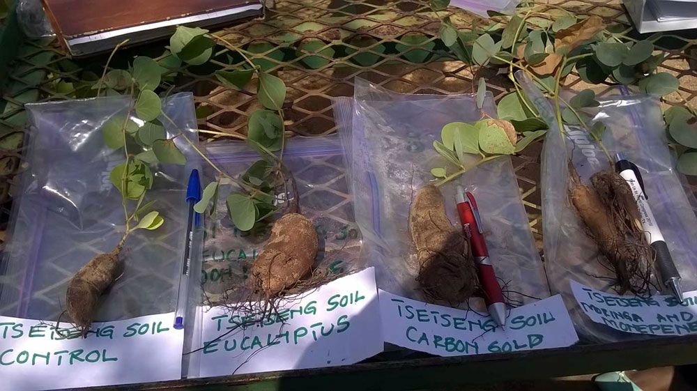 Study of the evolution of the "Marama" edible plant from the Kalahari Desert, with different type of soils and amendments